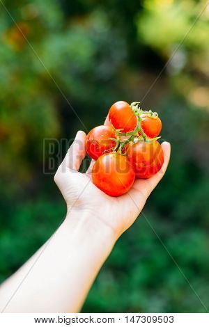 Vegetable Garden With Plants Of Red Tomatoes. Ripe Tomatoes On A