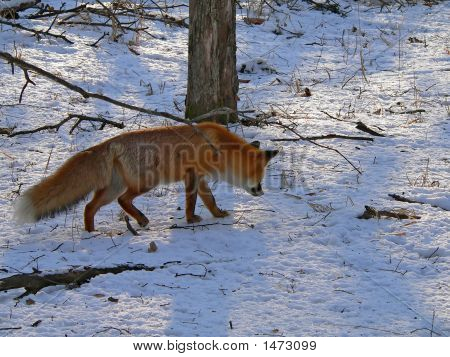 Red Fox 26