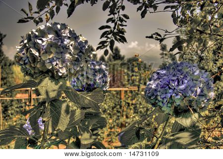 HDR flowers