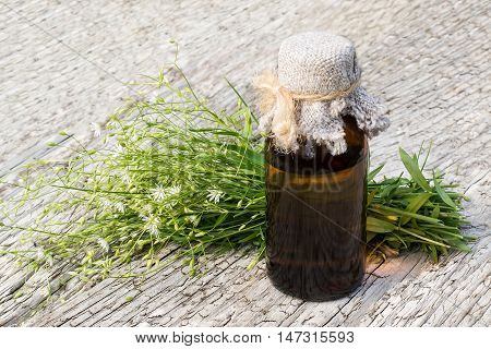 Medicinal plant Stellaria holostea (addersmeat or greater stitchwort) and pharmaceutical bottle on old wooden table. In herbal medicine often used topically with caution for internal use toxic