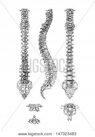 Hand drawn medical illustration drawing with imitation of lithography: Spine (4 angles) and vertebrae