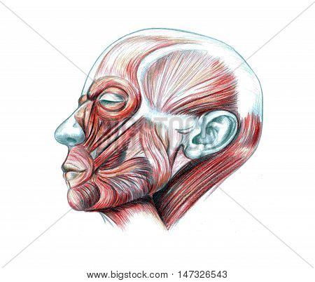 Hand drawn medical illustration drawing with imitation of lithography: Muscles of head