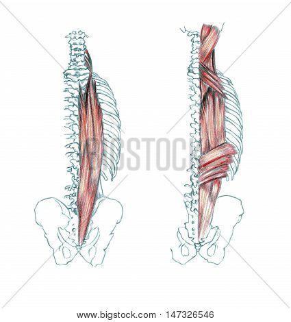 Hand drawn medical illustration drawing with imitation of lithography: Muscles of back