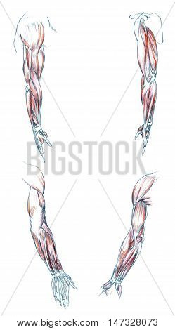 Hand drawn medical illustration drawing with imitation of lithography: Muscles of Arm