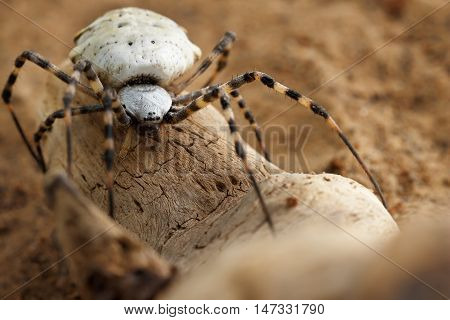 Closeup Spider-patisson (argiope lobata) on snag. soft focus shallow DOF.