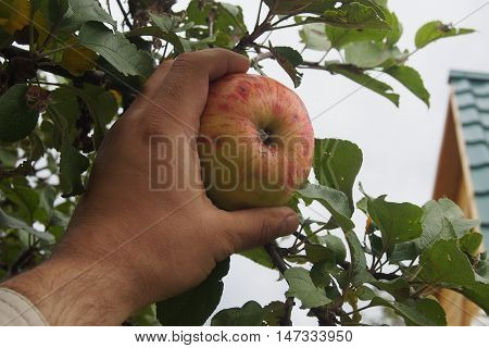 Harvesting Apples.