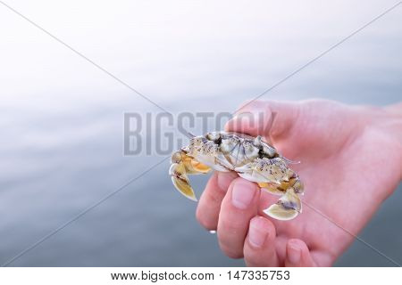 Hand holding small yellow-white crab with black eyes on sunset Koh Chang Thailand