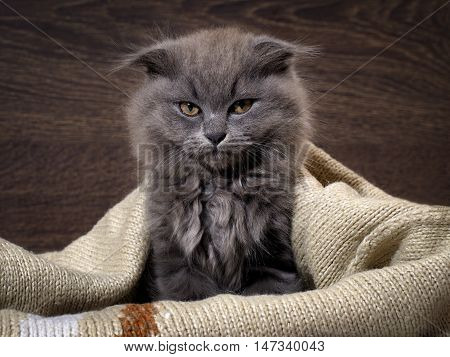 Sleepy, Annoyed, Awake Cat Gets Out Of The Plaid. Cat Woke Up, Do Not Give Sleep