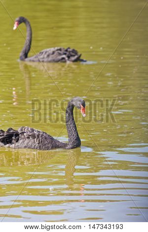 Black Swam