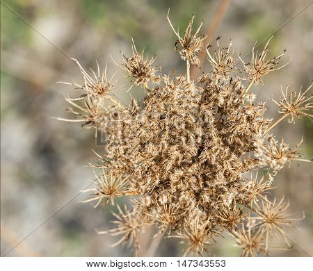 detail shot of a sere brown flower umbel