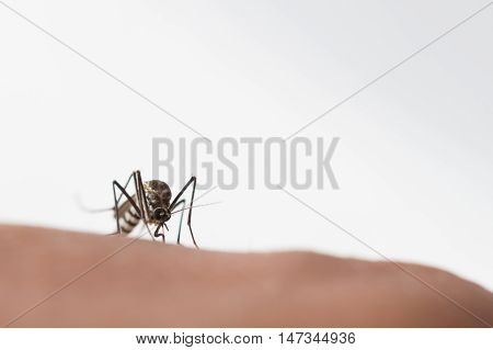 Aedes Aegypti Mosquito. Close Up A Mosquito Sucking Human Blood