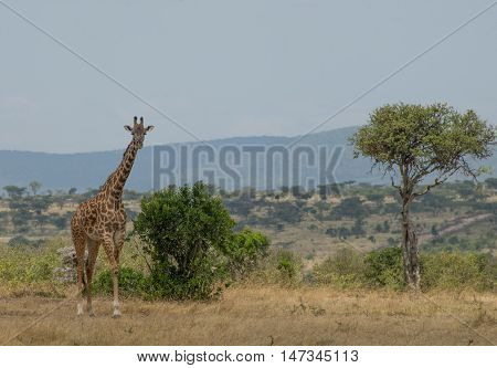 Giraffes in the Wilderness of Masai mara Kenia