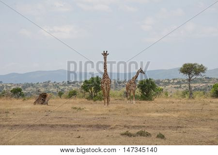 Giraffes in the Wilderness of Masai mara Kenia