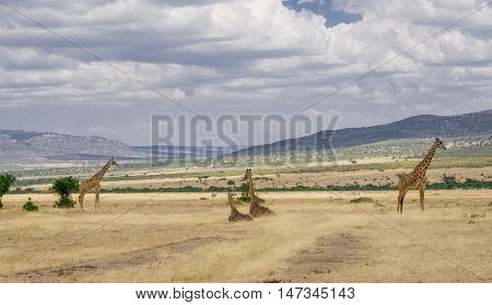 Giraffes in the Wilderness of Masai mara Kenia