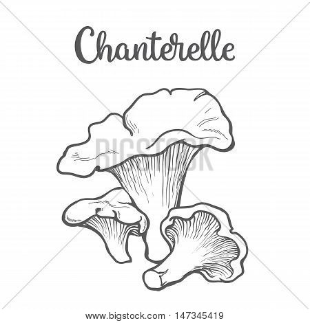 Set of chanterelle edible mushrooms sketch style vector illustration isolated on white background. Collection of edible mushrooms chanterelle