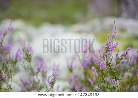 Amazing blossoming purple scotch heather (Calluna vulgaris) background with a shallow depth of field and empty space