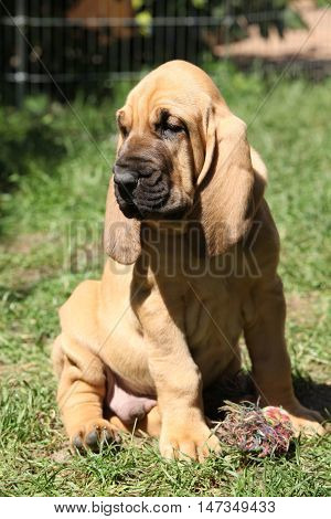 Adorable Bloodhound Puppy Sitting In The Garden