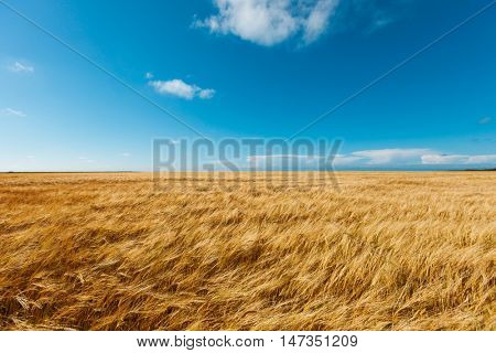 golden wheat field and blue sky