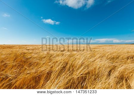 golden wheat field and blue sky