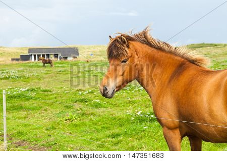 Free horse in the meadow