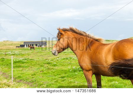 Free horse in the meadow