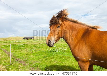 Free horse in the meadow