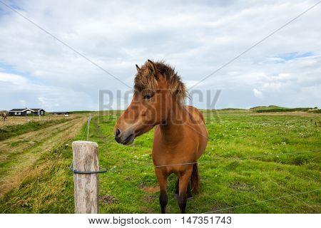 Free horse in the meadow