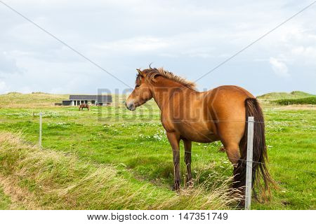 Free horse in the meadow