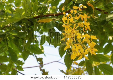 Cassia fistula.Golden Shower Tree: copy space for add text above and may be used as background :
