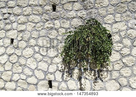 Wild Capers Plant Against A Stone Wall
