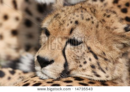 primo piano di un bellissimo ghepardo (Acinonyx jubatus)