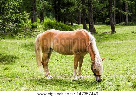 The Haflinger a breed of horse developed in the South Tyrol region