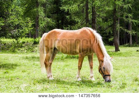 The Haflinger a breed of horse developed in the South Tyrol region