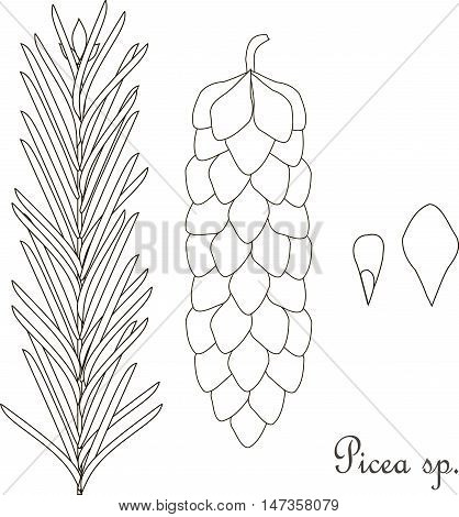 Hand drawn sketch spruce Picea sp., branch, bump, thin black line on white vector illustration