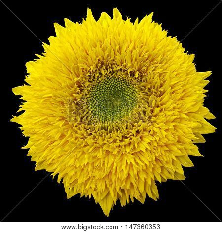 yellow sanflower isolated on black bakground. Helianthus annuus.