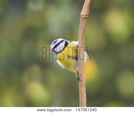 two birds of a blue tit sitting on a branch facing each other and looking up