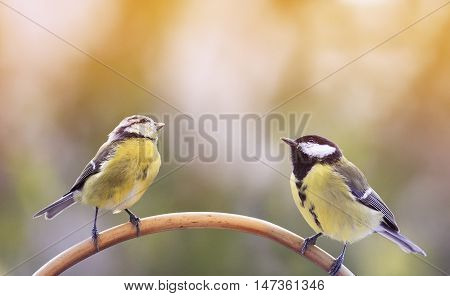 two birds of a blue tit sitting on a branch facing each other and looking up