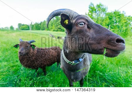 Goats on a green meadow in summer