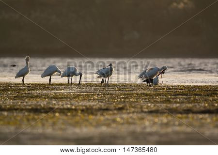 Eurasian Spoonbill migrated bird n the nile of Aswan Egypt