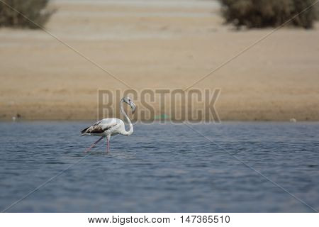 Eurasian Spoonbill migrated bird n the nile of Aswan Egypt