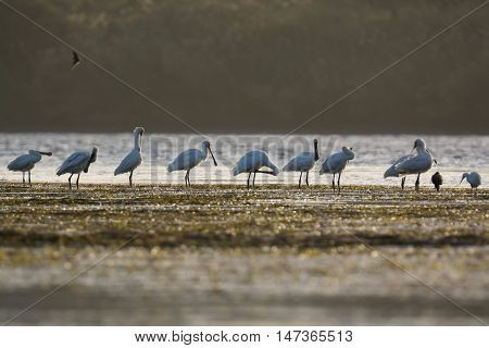 Eurasian Spoonbill migrated bird n the nile of Aswan Egypt