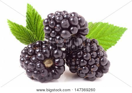 three blackberry with leaf isolated on a white background closeup.