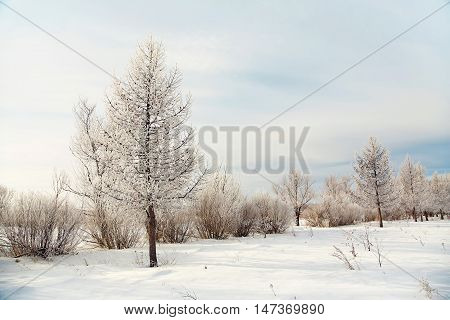 scenic winter landscape. view trees with snow