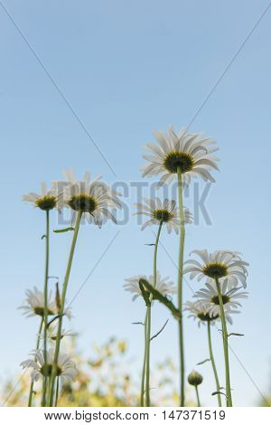 Chamomile view of the sky from the bottom