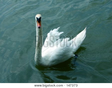 King Swan