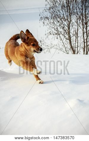 Little red dog is digging in the snow