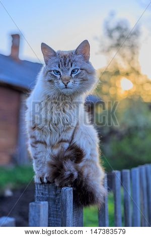 Smoky the cat on the fence at sunset