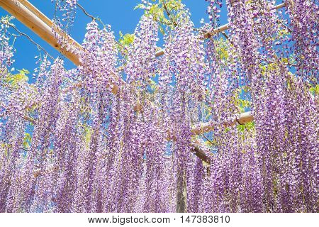 Beautiful wisteria bloomimg in end of spring season