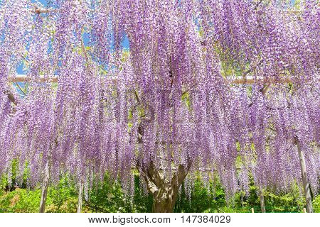 Beautiful wisteria bloomimg in end of spring season