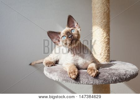 Funny little Devon Rex kitten is sitting on scratching post. Cute kitten with blue eyes is using scratching post. Cat scratching tree. Domestic animals